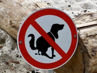 Verbotsschild für Hundekot am Strand.